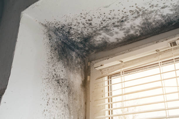 Affordable Mold Removal solutions in Springfield, CO