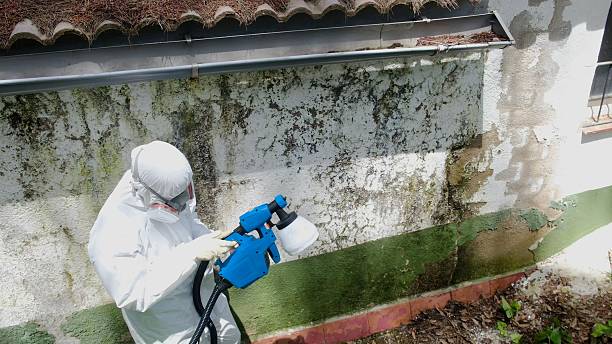 Top rated local Mold Removal specialists in Springfield, CO